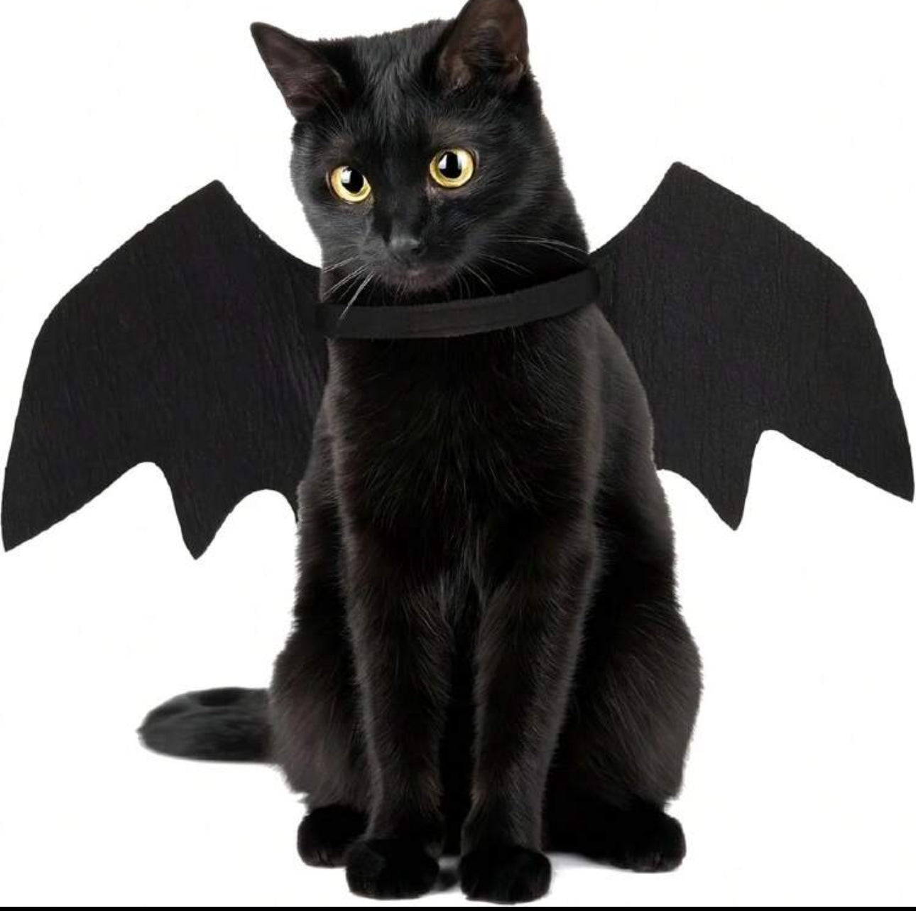 Cat Bat Wings